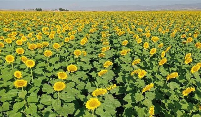 Çukobirlik Adıyaman'da ayçiçeği alımına başladı