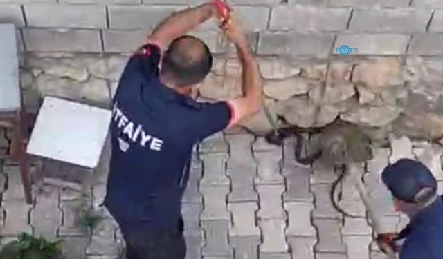 Gölbaşı'nda Eve Girmeye Çalışan İki Yılan Yakalandı