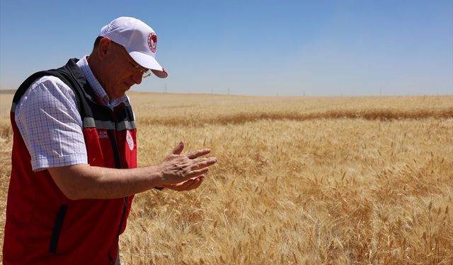 Diyarbakır Sur'da hasat etkinliği yapıldı