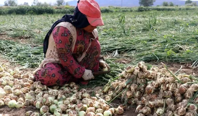 Kuru Soğanda Gümrük Vergisi Yeniden Düzenlendi