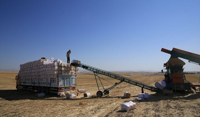 Saman İşçileri Kavurucu Sıcakta Yoğun Mesai Yapıyor