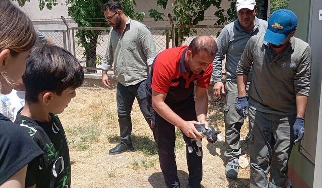 Kurtalan'da Betona Sıkışan Kedi Kurtarıldı