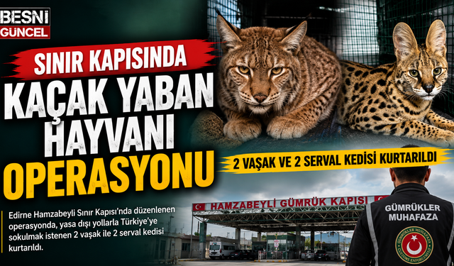Gümrükte kaçakçılara darbe: Vaşak ve servaller ele geçirildi
