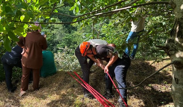 Akçaabat'ta yamaçtan düşen inek kurtarıldı