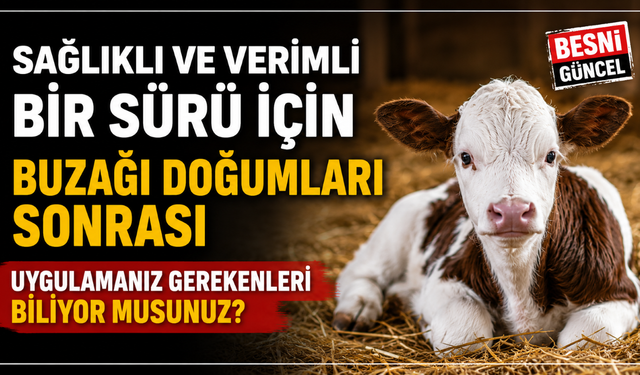 Yeni Doğan Buzağı İçin Sağlıklı Bakım Önerileri