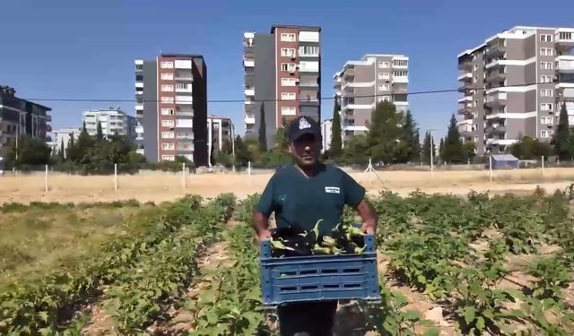 Adıyaman’da belediyenin ürettiği yaz sebzeleri tezgâhlarda