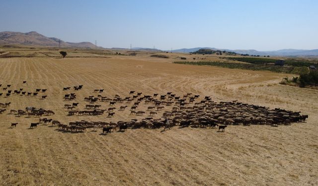 Aşırı Sıcaktan Bunalan Hayvanlar Gölette Serinledi