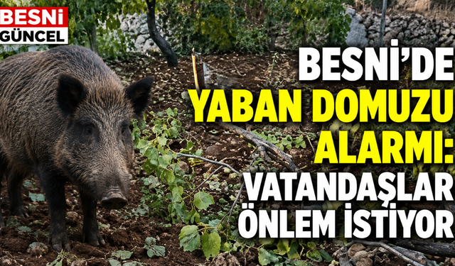 Besni’de Yaban Domuzu Tedirginliği Büyüyor