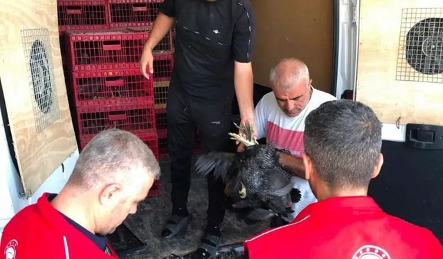 Çelikhan'da İhtiyaç Sahiplerine Kümes Hayvanı Desteği