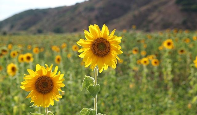 Erzincan'da Ayçiçeği Ekim Alanı Yüzde 50 Arttı