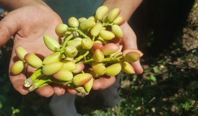 İslahiye'de Boz Antep Fıstığı Hasadı Başladı