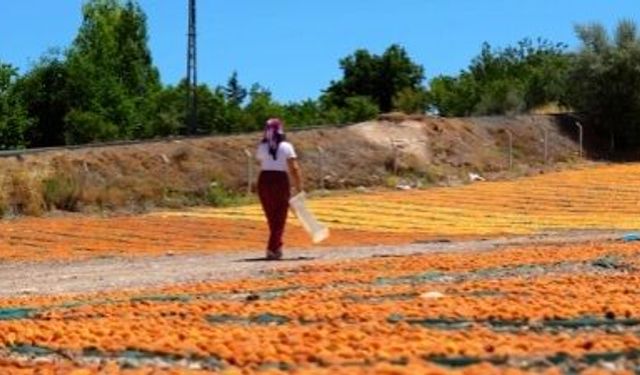 Malatya'da Kayısılar Güneşle Buluştu
