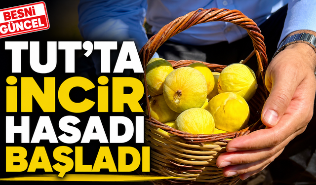 Tut Kaymakamı Bağış Sezonun İlk İncirlerini Topladı