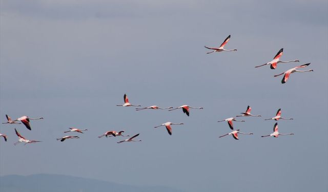 Tuz Gölü'nde Kreş Sistemiyle Büyüyen Flamingolar