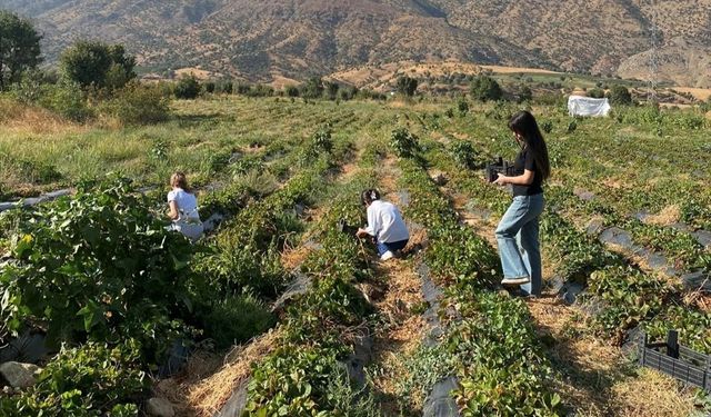 Koruma Altındaki Çocuklar Sason'da Çilek Hasadı Yaptı
