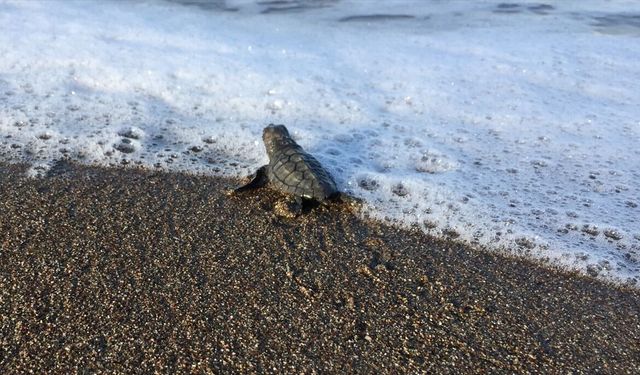 İtalya'dan Gelen Caretta Caretta Muğla'da Yavruladı