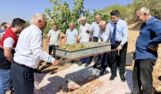 Tut’ta 45 Bin Dekarda Fıstık Hasadı Başladı