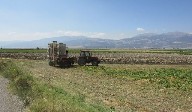 Gaziantep'te Şeker Pancarı Hasadı Devam Ediyor