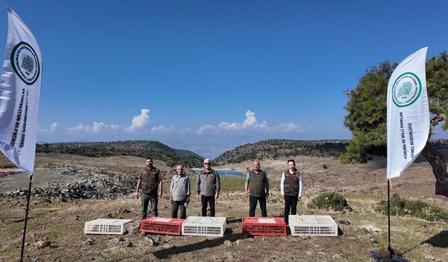 İslahiye'de Yüzlerce Kınalı Keklik Doğaya Salındı