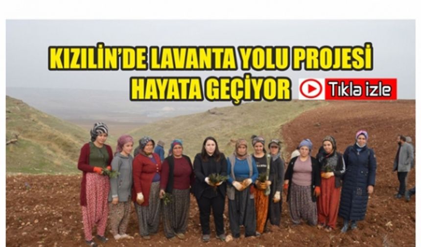 Kizilın’de Lavanta Yolu Projesi Hayata Geçiyor