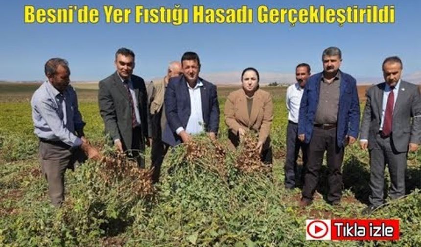 Besni'de Yer Fıstığı hasadı gerçekleştirildi