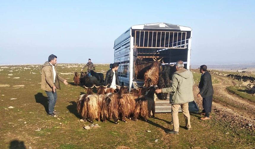 Siverek’te çalınan hayvanlar Diyarbakır’da bulundu