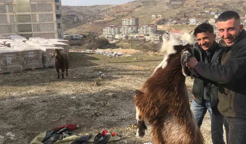 Besni'de enkazda kalan iki keçi 21 gün sonra kurtarıldı
