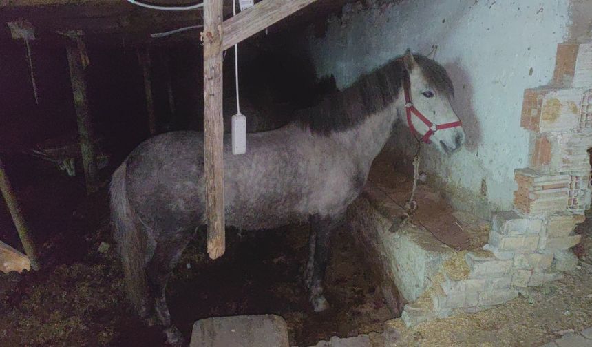At kesimi yapıldığı iddia edilen adrese baskın yapıldı