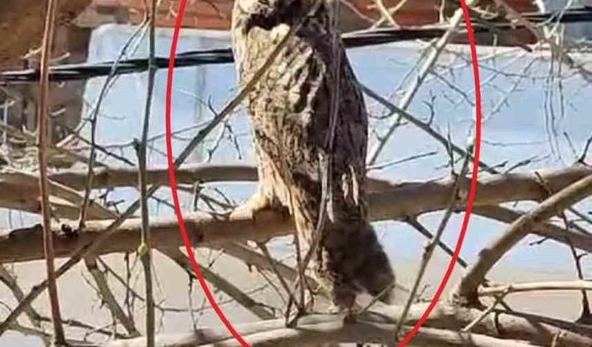Diyarbakır’da nesli tükenmekte olan boynuzlu baykuş görüntülendi