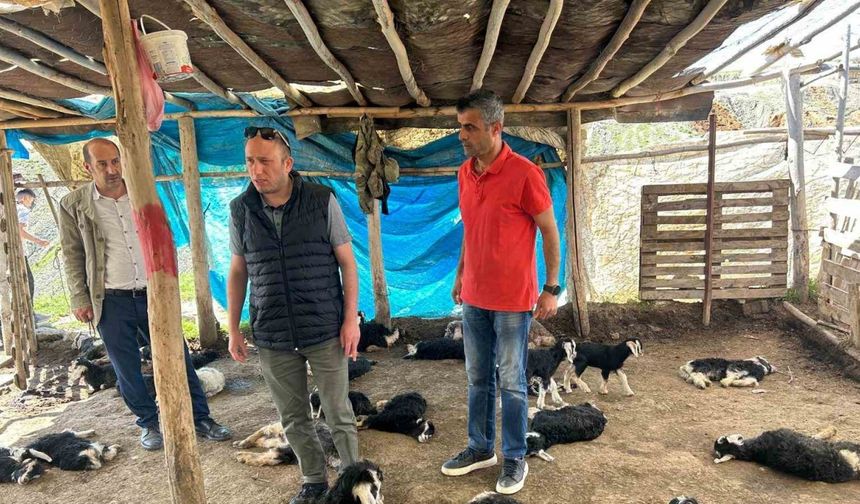 Köpek saldırısında 15 hayvanı telef olan çiftçiye destek