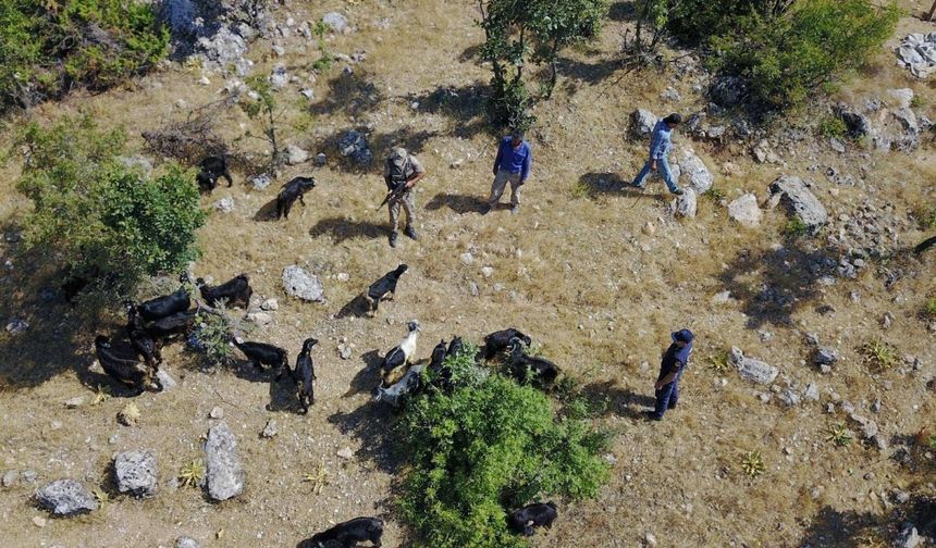 Adıyaman'da kaybolan sürü drone ile bulundu