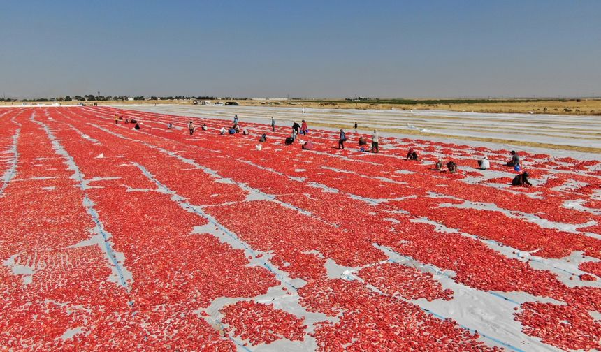 Bu yıl yaklaşık 35 bin ton domates üretimi hedefleniyor
