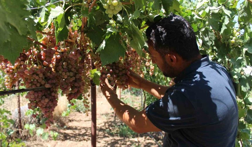 Siirt’te üzüm hasadı başladı