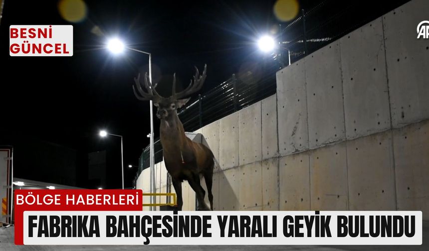 Fabrika bahçesinde yaralı geyik bulundu