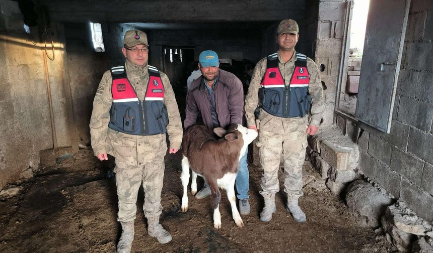 Kaybolan buzağı jandarma tarafından bulundu