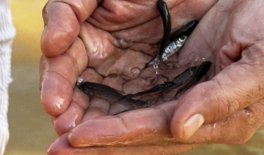 Siirt'te baraj göllerine 2 milyon balık yavrusu bırakıldı