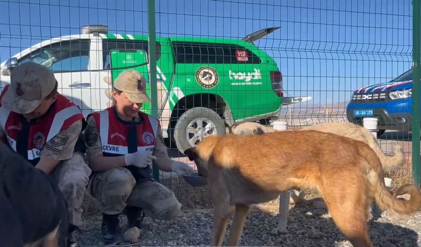 Jandarma ekiplerinden denetim çalışmaları yaptı