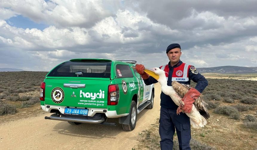 Kilis'te yaralı bulunan pelikan koruma altına alındı