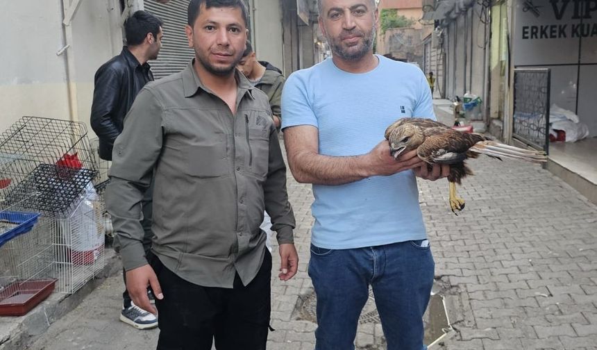 Yaralı saksağan, peçeli baykuş ve kızıl şahin tedavi edildi