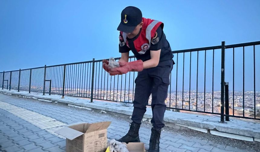 Yol kenarında bulunan kartal yavruları koruma altına alındı