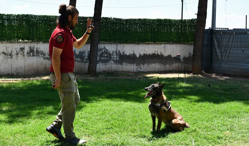 Batman'da görev yapan hassas burun "Linda" emekli oldu