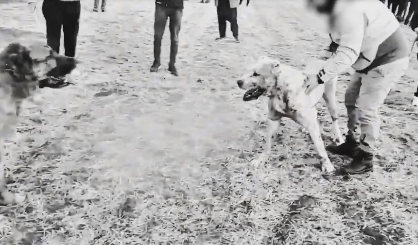 "Köpek Dövüşüne Operasyon: 8 şüpheli Yakalandı"
