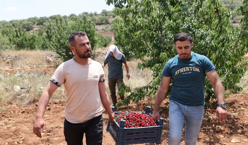 Mardin'de "Napolyon" kirazında hasat sürüyor