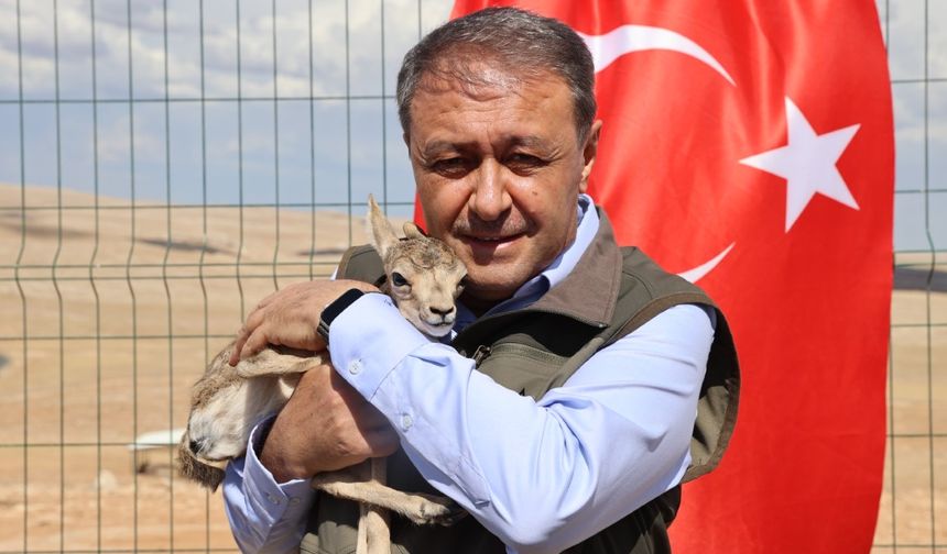 Türkülere konu olan ceylanların sayısı artıyor