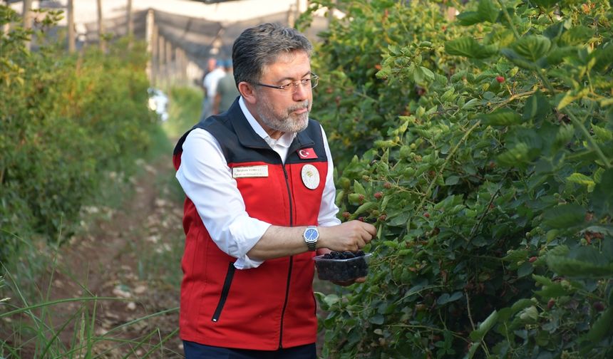 Yumaklı, Siirt'te Böğürtlen Hasadına katıldı
