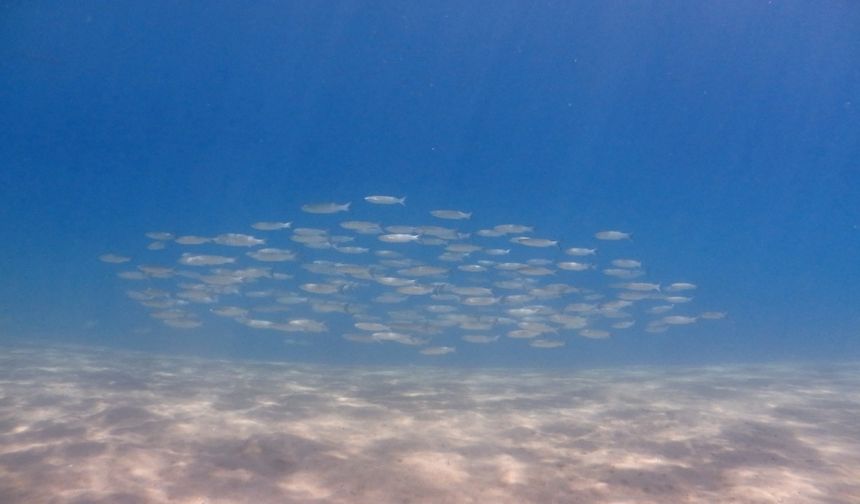 Gönüllü dalgıçlar deniz dibinden 168 kilogram atık çıkardı