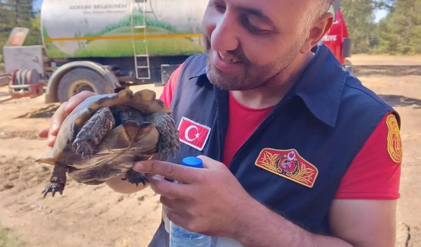 Bolu’da yangından kaplumbağa kurtarıldı