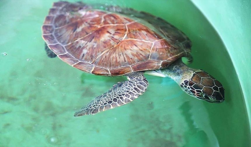 Caretta caretta "Tuba" ikinci dünya turuna salındı (2)