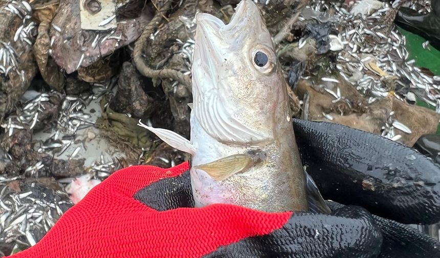 Karadeniz’de balıklarda mikroplastik araştırması