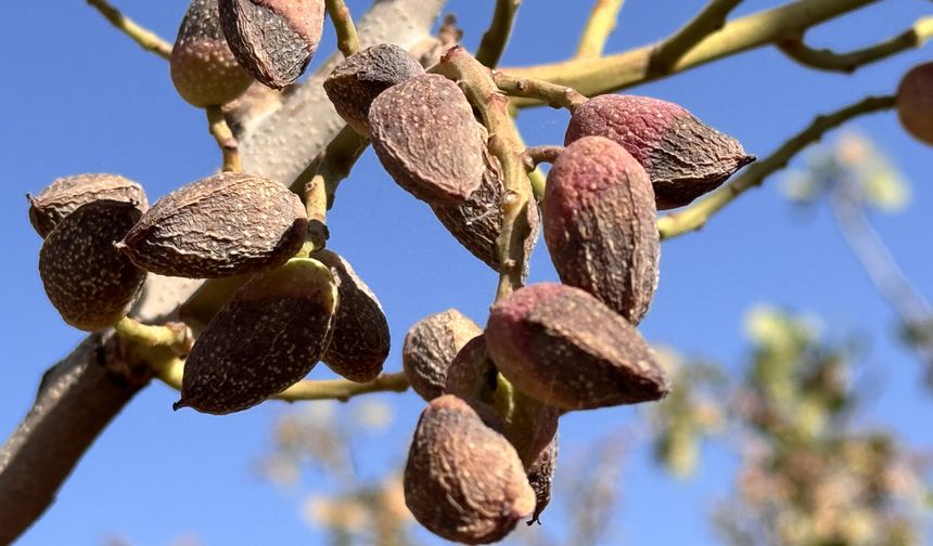 Siirt'te fıstık hasadı kuraklık yüzünden erken başladı